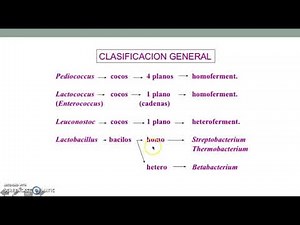 Bacterias lácticas parte 1