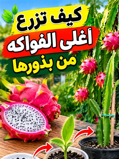 🥝 زراعة الدراجون فروت من البذرة 🥝 بالرغم من ارتفاع سعرها لكن ما فيش أسهل من زراعتها مع أنها من أغلى الفواكة ، إلا أنها من أسهلها في الزراعة ولا تحتاج عناية كبيرة أو خبرة طويلة أو اهتمام كبير - كيفية زراعة الدراجون فروت من البذرة #بالمختصر_المفيد # فاكهة_التنين #الدراجون_فروت #الزراعة_المنزلية #dragon_fruit