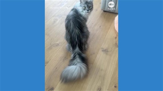 Cat sets new Guinness World Record for longest tail