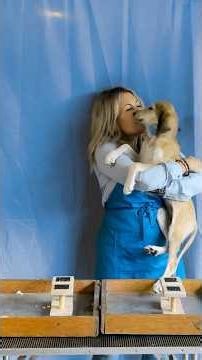 Teach Your Puppy to Stack with Happy Legs #dogshow #puppytraining #conformation