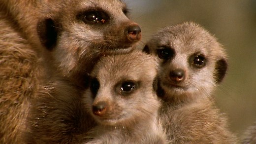 Science KS1 / KS2: How meerkats interact in the wild (no narration)