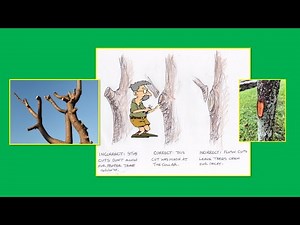 Prune Like a Pro: Where to Cut