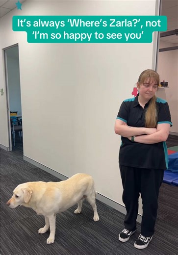 Meet Zarla: The Beloved Therapy Dog Bringing Joy