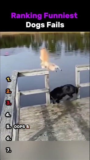 🔥 Funniest Dog Fails Ever 😂🐶 #Shorts