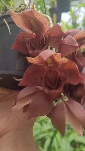 Catasetum Dupliciscutula 130126 | Egner Oliveira