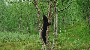 Wild Wolverine Climbing On Tree Searching Stock Footage Video (100% Royalty-free) 3733036349 | Shutterstock
