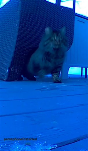 Meet Griffin 🖤 He is a feral cat who I have fallen in love with! He visits on his schedule. He is not interested in close contact, not interested in the outdoor cat house I bought him. He does, however, like the food I put out and occasionally he sticks around when I talk to him 😻 Sometimes I talk from the back door and he sits at the bottom step listening. Sometimes I talk through the cameras. I am seriously in love with this wild boy. I will keep you posted on how this turns out 🖤 | Perseph