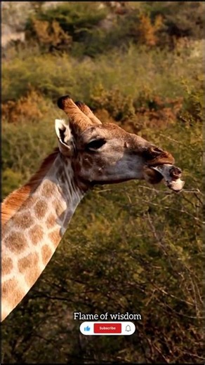🤢ఏంటీ... జిరాఫీ ఎముకలును తింటుందా 🦒😲#animalbehavior #educational #jiraffe #sciencefacts #survival