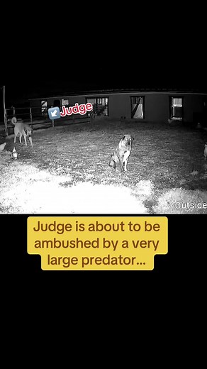#livestockguardiandog #anatolianshepherddog #farm | Anatolian Shepherd