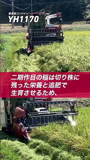 再生二期作に向けてコンバインYH1170で一期作目収穫 #作業動画 ＃収穫 #農業機械