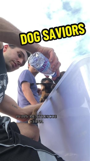 #CapCut PUPPY MARKET RESCUE CHINA 🇨🇳 & CATS #foryoupagе #cattok #catlover #catmom Rescuing animals DOGSAVIOR.ORG