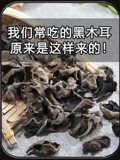 黑木耳是怎么长出来的？揭秘黑木耳的一生！#好物#黑木耳