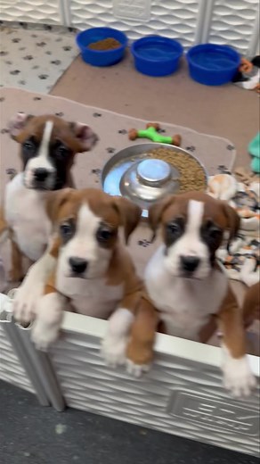 280K views · 13K reactions | Boxer babies! These boxer pups were BORN WHILE IN RESCUE from a pregnant female boxer taken into the rescue. These pups were all applied for, and have all found adoptive homes. For the Love of a Boxer Rescue & Sanctuary is a 501.3(c) non profit dog rescue located in Michigan. | For the Love of a Boxer Rescue & Sanctuary - Michigan | Facebook