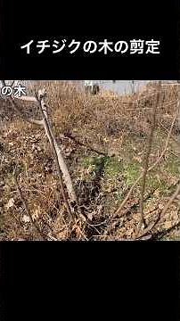 【イチジクの木の剪定】