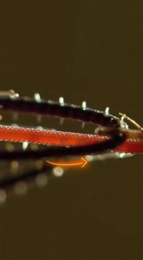 One Strike, Instant Kill - Nature's Perfect Weapon #science #evolution #shorts