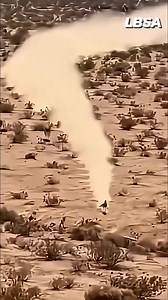 112K views · 1K reactions | Fastest Bird in the World - Road Runner #lifeboatscienceacademy #knowledge #DidYouKnow #amazingfacts #shorts | Life Boat Science Academy | Facebook