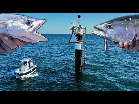 The Bay was ALIVE! | Bait, Birds, Fish & sharks EVERYWHERE! (catch & clean)