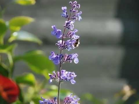 Nepeta 'Six Hills Giant' (Catmint)