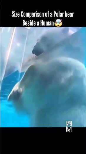 Polar Bear vs Human | The Size Is Terrifying 🐻‍❄️😱