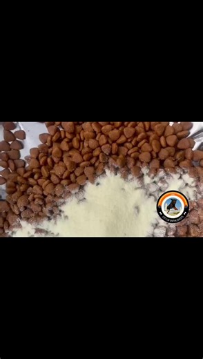 @poodle puppy for adoption #malinois