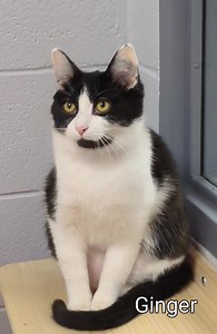 15K views · 338 reactions | Adopted.Ginger, a female cat available to adopt! Meet Ginger, she has been in foster and now she is back at the shelter looking for a patient adopter? She may be a bit reserved at first, but enjoys getting petted. We are looking for a home without children and would definitely benefit from a confident cat buddy. She loves to play with toys! Come meet her today? | Genesee County Animal Control | Facebook