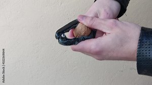 Walnut being said by a nutcracker with his hands. nuts being opened. video close up in high quality 4k hd