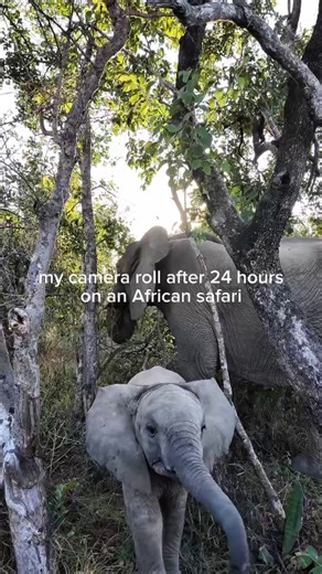 151 reactions · 3 comments | Ready for your own wild adventure? A AAA Travel Advisor can help you plan the safari of a lifetime! Link in bio. 煉漣 #travel #safari #vacation | AAA Auto Club Enterprises | Facebook