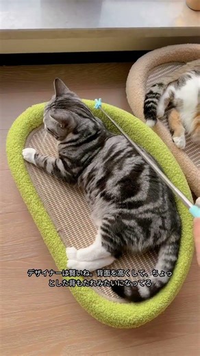 Kasuzero x the ideal curve. A place where cats can immerse themselves in scratching and sometimes...