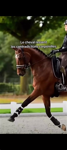 Tu peux demander l’avancée avec les jambes tout en la bloquant avec le bassin ou la respiration. Ces contradictions sont invisibles pour le cavalier, mais très claires pour le cheval. Face à ce message flou, le cheval hésite, ralentit ou se défend. Non pas par mauvaise volonté, mais parce qu’il ne sait pas quoi suivre. Plus le corps du cavalier devient cohérent, plus le cheval peut répondre avec confiance. La clarté corporelle simplifie toute la communication. #equitation #assiettecavalier #cava