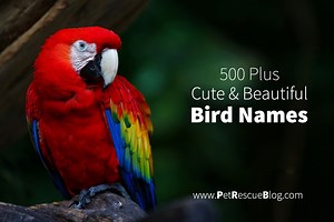900  Best Bird Names For Budgies, Parrots, Cockatiel
