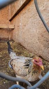 Old bloodline kelso over sweater hens | Bobby Boles Asil and lacy Roundheads