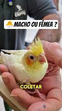 Male or Female? The secret to identifying your baby cockatiel.