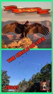 Nature’s Cleanup Crew: Honoring Vultures #Shorts Videos