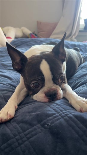 Adorable Boston Terrier Expressions