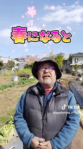 春に美味しく珍しい野菜を白菜栽培方法で紹介