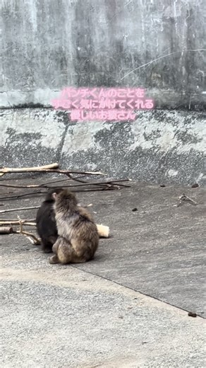 優しいお猿さんとパンチくんの毛繕い