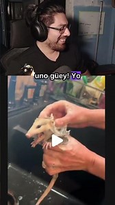 TLACUAAAAAA #vanangel #humor #tlacuache #animales