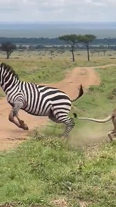 118K views · 1.5K reactions | Watch this zebra show incredible resilience, escaping the grip and claws of this lioness!!! She flees and survives to fight another day. Nature is absolutely magical and unpredictable煉女凉 #zebra #zebras #gamedrivesafari #lion #lions #lioness #bigcats #bigcatsofafrica #survival #predators #natureswonder #africa | Wildfriends Africa | Facebook