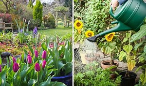 Outdoor plants: ‘Water them thoroughly’ to avoid soil freezing