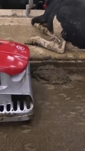 Innovative Cow Cleaning Machine for Efficient Barn Cleaning