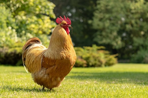10 BEST Chicken Breeds for Texas (2023 Guide) - The Gardening Dad