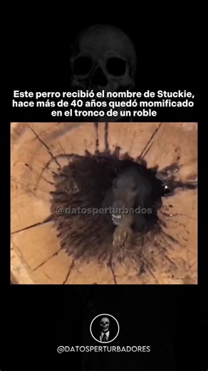 𝗗𝗔𝗧𝗢𝗦 𝗣𝗘𝗥𝗧𝗨𝗥𝗕𝗔𝗗𝗢𝗥𝗘𝗦 💀 on Instagram: "En 1980, un grupo de leñadores encontró el cuerpo momificado de un perro dentro del tronco hueco de un roble en Georgia, EE.UU. El perro, que luego fue apodado Stuckie, aparentemente quedó atrapado mientras perseguía a algún animal, posiblemente una ardilla o un mapache. Debido a la forma en que quedó atrapado, el cuerpo se conservó en excelentes condiciones gracias a un fenómeno llamado “momificación natural”. La estructura del tronco perm