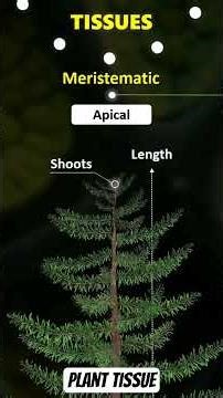 Different types of plants tissue