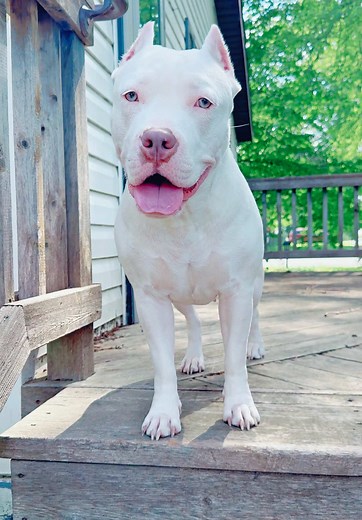 Beautiful American Bully Dogs Showcase