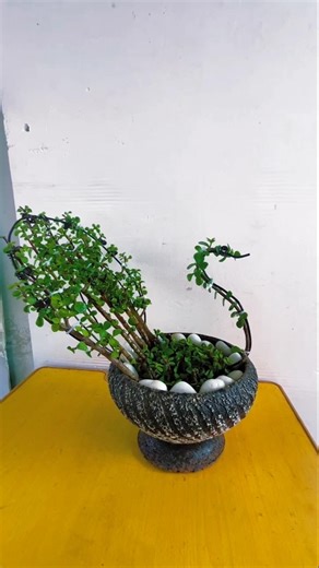 Satisfying Bonsai Pruning ✂️🌿 Mini Tree Transformation 😍 #shorts