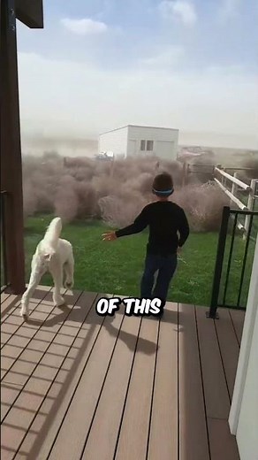 Massive Tumbleweed Swarm Shocks Residents