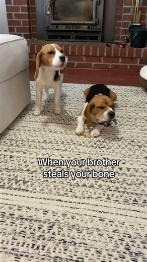 Quite 🤫 my favorite show Bubba & Gumbo is on #dog #dogs #puppy #puppies #dogshorts @bubba.and.gumbo