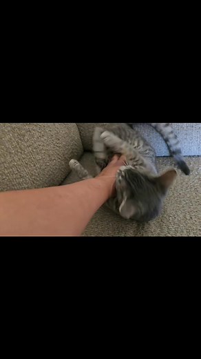 Today's feature. This is Cassanova. Can you believe he was deemed "too feral" by a rescue in his younger days? I think he was just misunderstood. This handsome fellow gets along with other cats and small dogs. He has a very outgoing personality and loves to play. To adopt Cassanova, send me a message. | Shannon's Cat Page