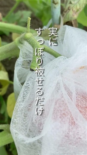 カメムシ対策！#garden トマト