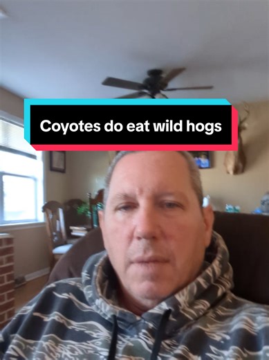 Replying to @dirtdevil13 coyotes actually love to eat wild hogs, they just have a problem tearing through the thick hide #hoghunting #coyote